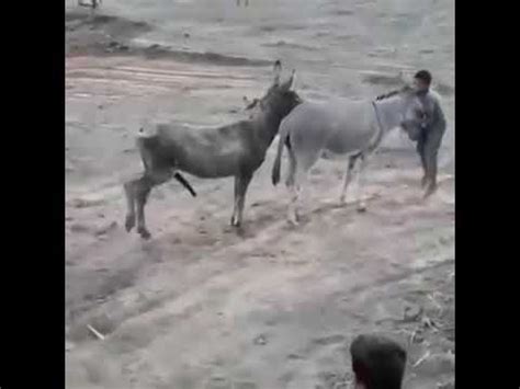 mujer follando con un caballo|Mujer follando con un burro